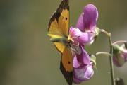 Colias crocea, Thomisus onustus