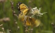 Colias phicomone