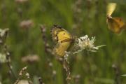 Colias phicomone