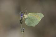 Gonepteryx cleopatra