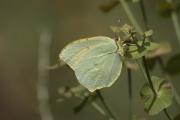 Gonepteryx cleopatra