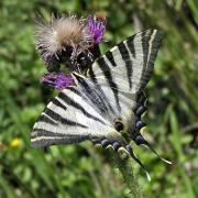 Iphiclides feisthamelii