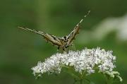 Iphiclides podalirius