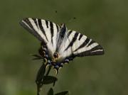 Iphiclides feisthamelii