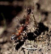 Iridomyrmex purpureus