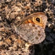 Pedregosa (Lasiommata maera)