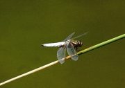 Cabot (Libellula depressa)