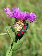 Zygaena trifolii