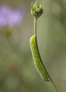 Larva d'Autographa gamma