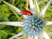 Leptura sanguinolenta