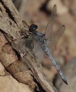 Libel-lula blava (Orthetrum cancellatum)