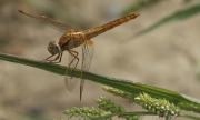 Libèl·lula daurada (Sympetrum sanguineum)