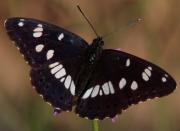 Limenitis reducta