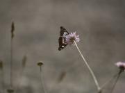 Limenitis reducta