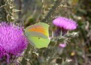 Llimonera (Gonepteryx cleopatra) Cleopatra