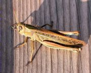 Locusta migratoria