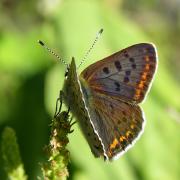 Lycaena tityrus