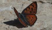 Lycaena alciphron