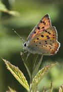 Lycaena alciphron