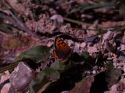 Lycaena phlaeas