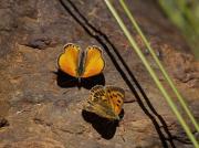 Lycaena virgaureae