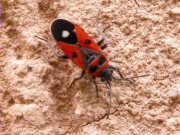 Lygaeus equestris ?