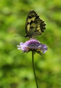 Melanargia galathea