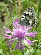 Melanargia russiae