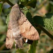 Macroglossum stellatarum (Esfinx colibrí)