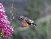 Macroglossum stellatarum