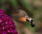 Macroglossum stellatorum