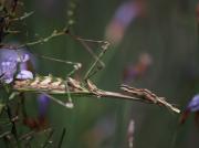 Mantis hoja Empusa