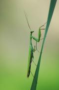 Pregadéu. Mantis religiosa