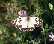 Melanargia lachesis