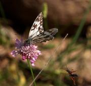 Melanargia lachesis + Cerambycidae Stenopterus rufus