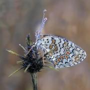 Melitaea phoebe