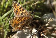 Melitaea phoebe occitanica