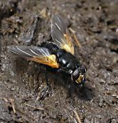 Mesembrina meridiana