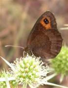 Erebia neoridas