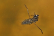 Notonecta glauca (Hemípter)