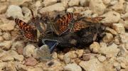 Melitaea phoebe