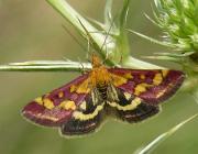 Pyrausta purpuralis