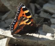 (Aglais urticae)