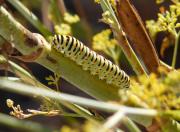 Oruga Machaon