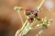 Graphosoma lineatum italicum