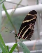 Heliconius charitonius  ? 2/2