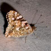 Vanessa cardui