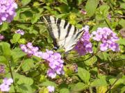 Iphiclides feisthamelii