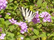 Iphiclides feisthamelii