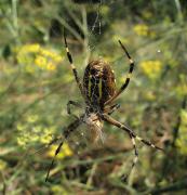 Argiope bruennichi 2/2